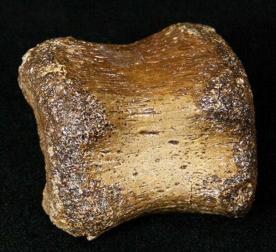 Partial Hadrosaurid Caudal Vertebrae (Tail Bone) #15276
